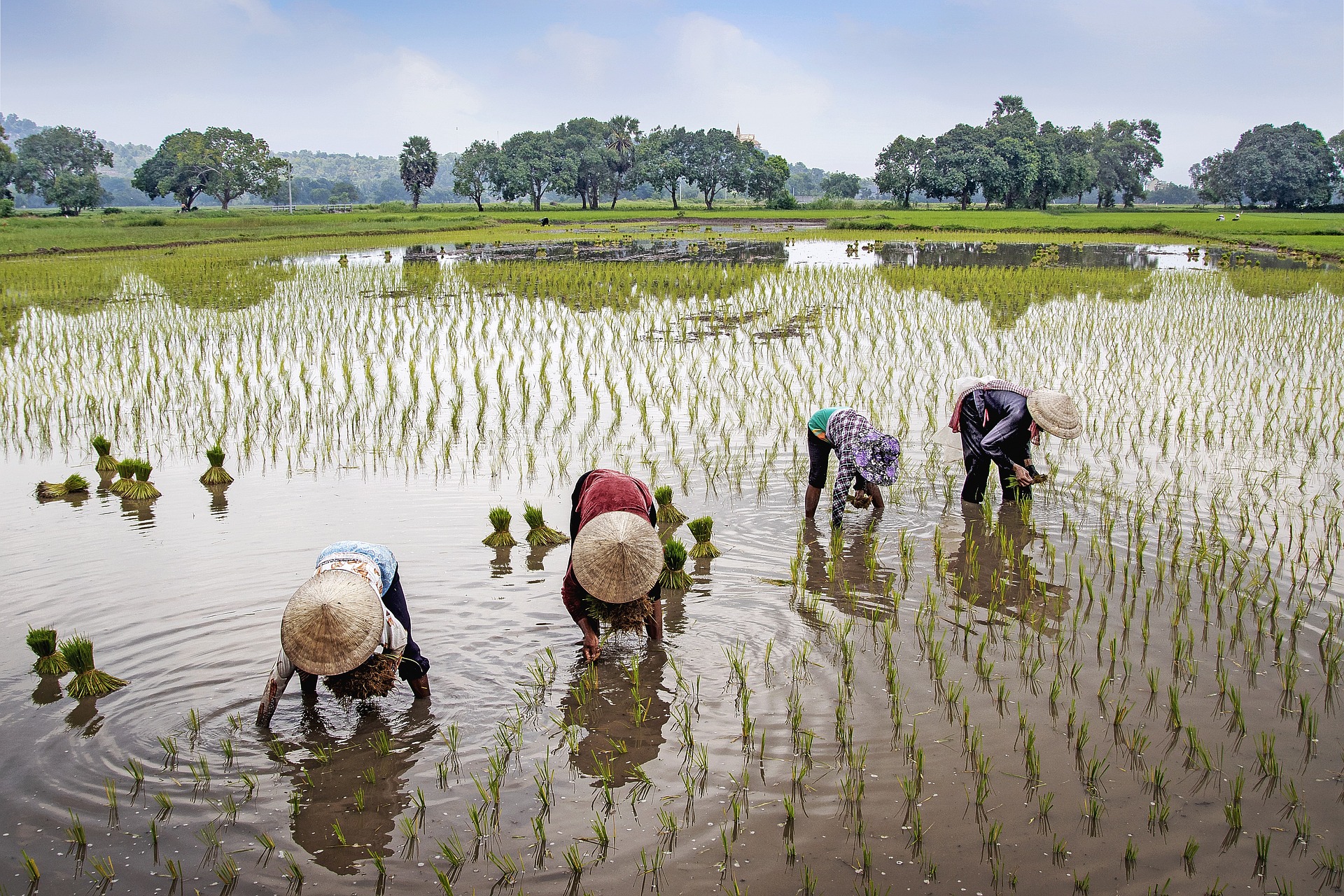 field_rice